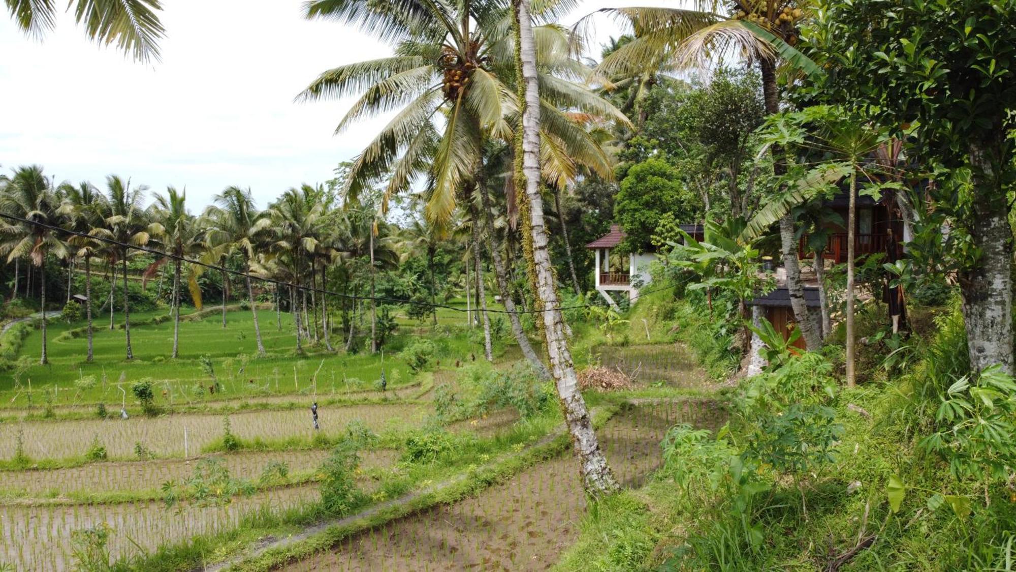 Nea Cottage Lombok Tetebatu Esterno foto